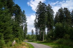 Natur-Idylle Schwarzwald